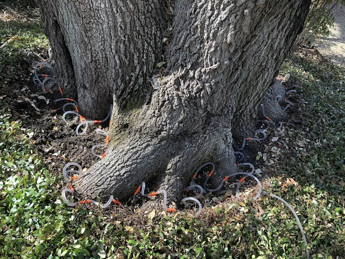 Detailed Shrub and Hedge Trimming job site in Elm Creek