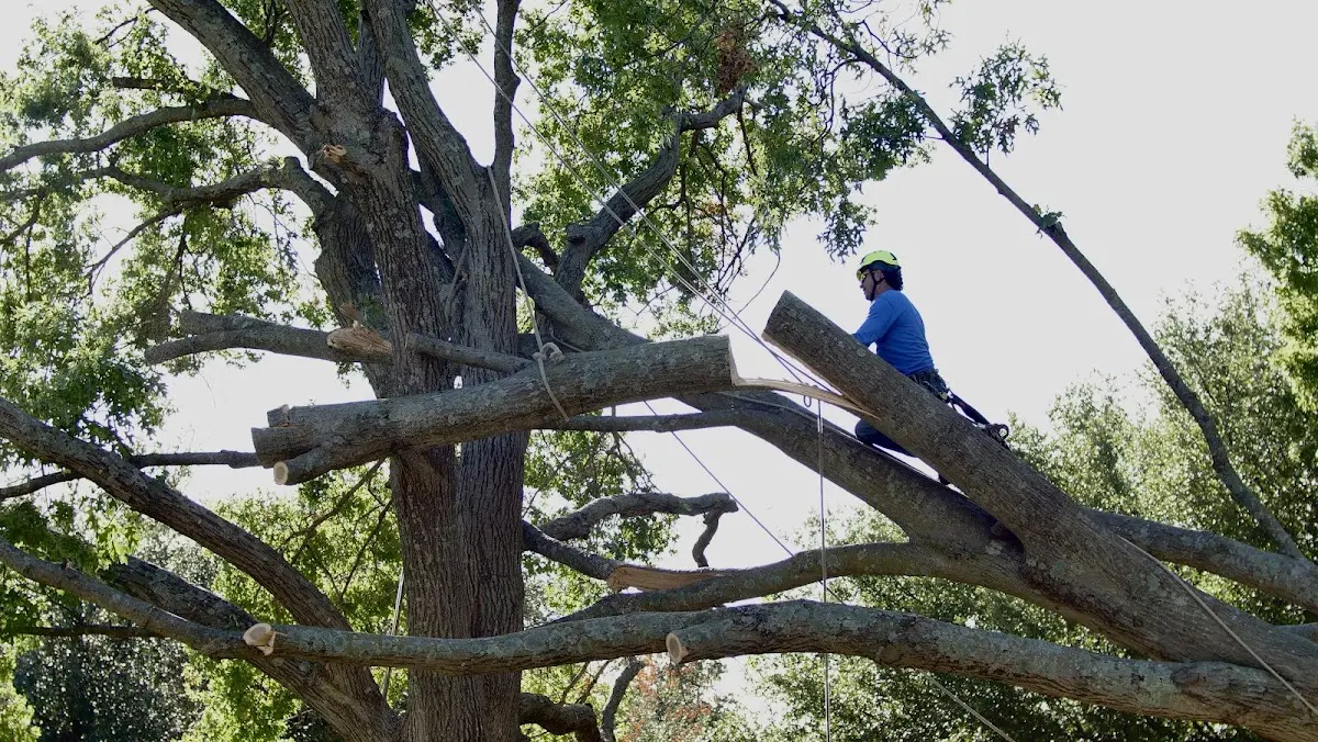 Professional Crown Thinning performed by certified arborists in Elm Creek