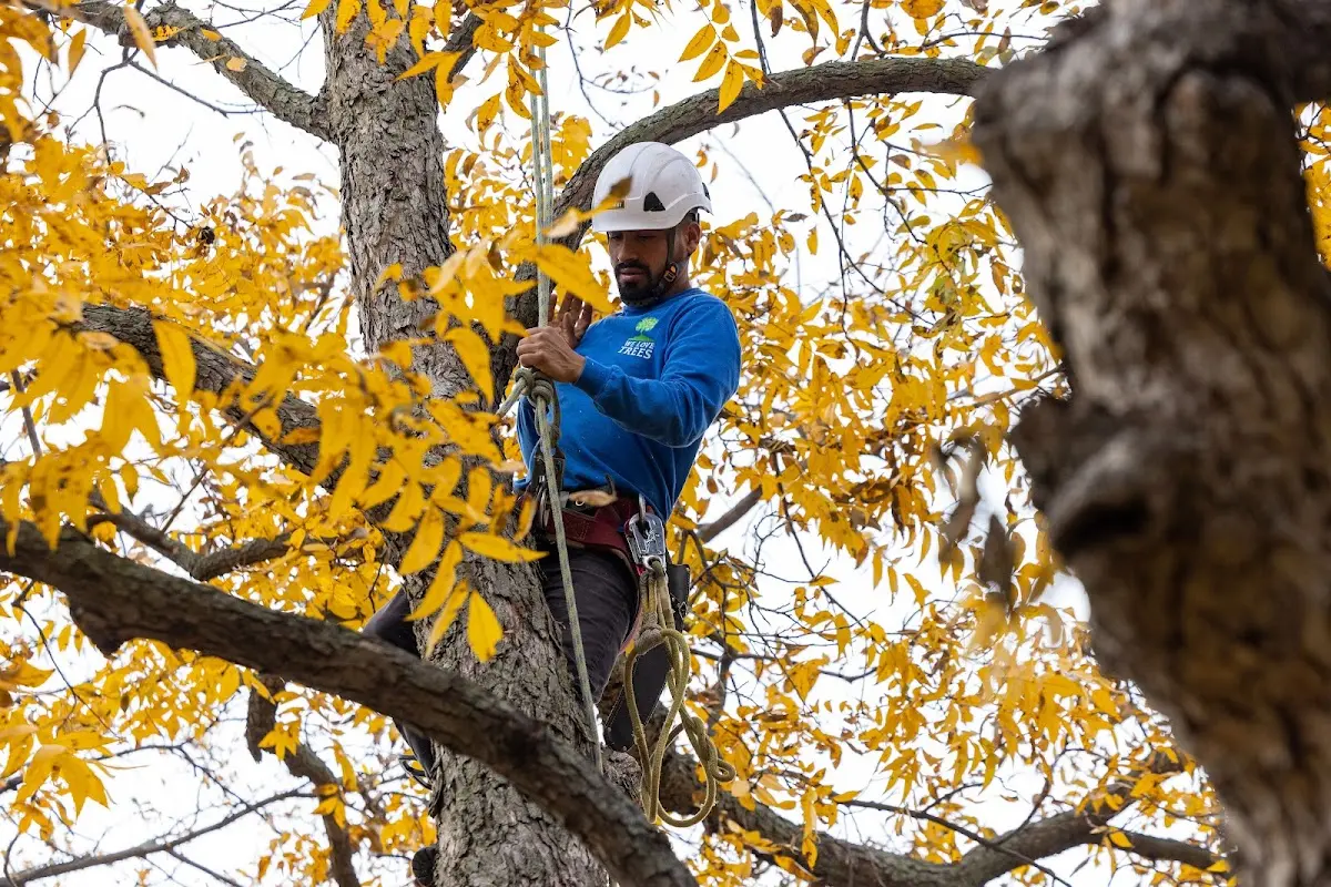 Skilled Tree Pruning crew working in Elm Creek